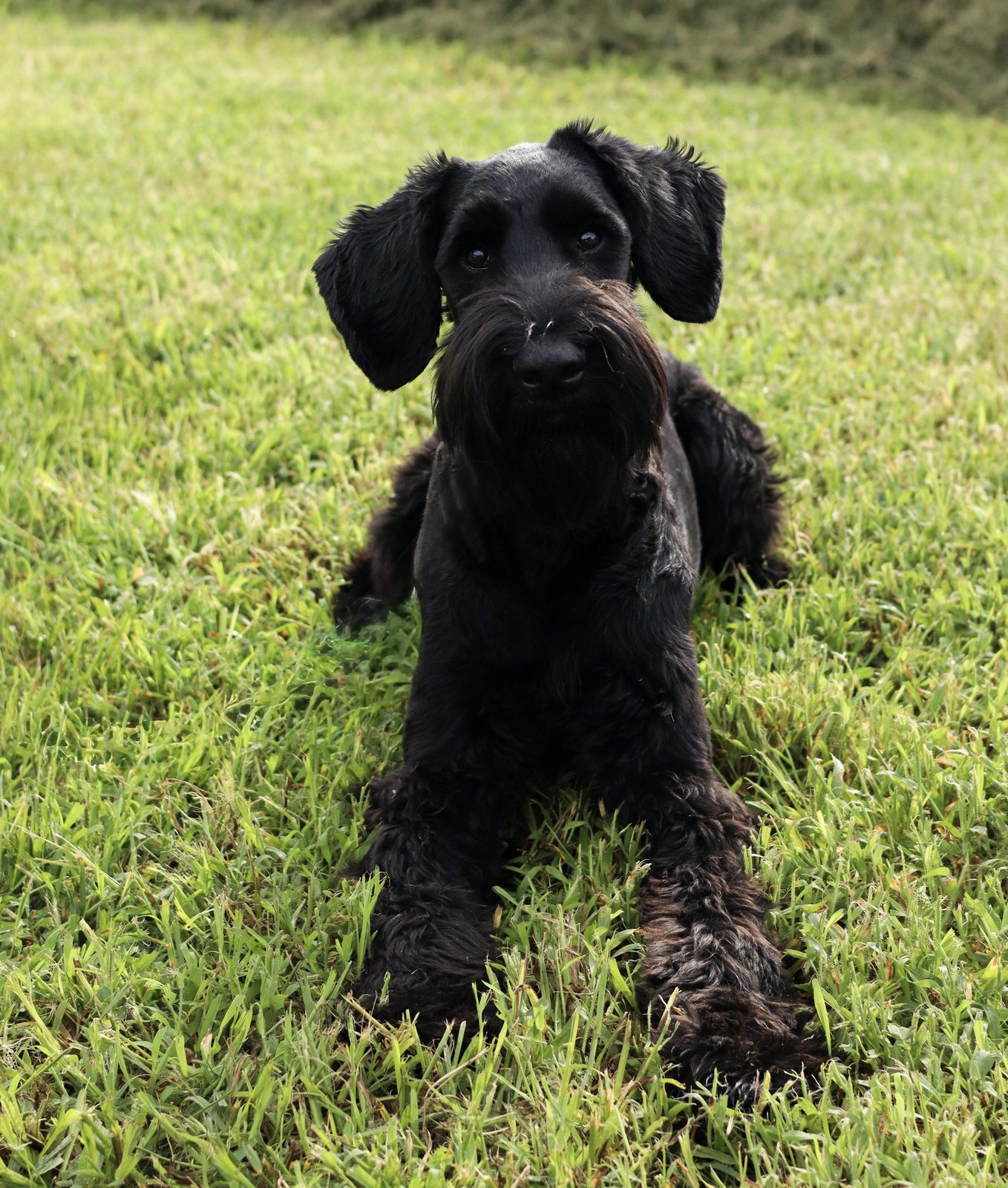 A shaggy black puppy sitting on grass