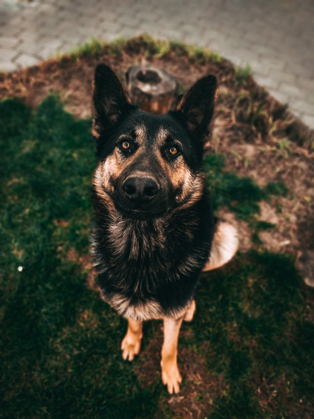 German Shepherd looking up at the camera from above on a grassy patch