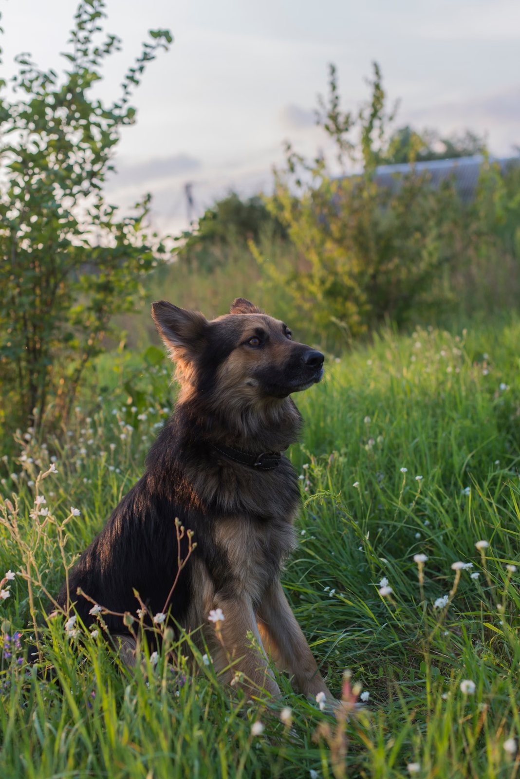 German Shepherd sitting in tall grass looking up, side profile