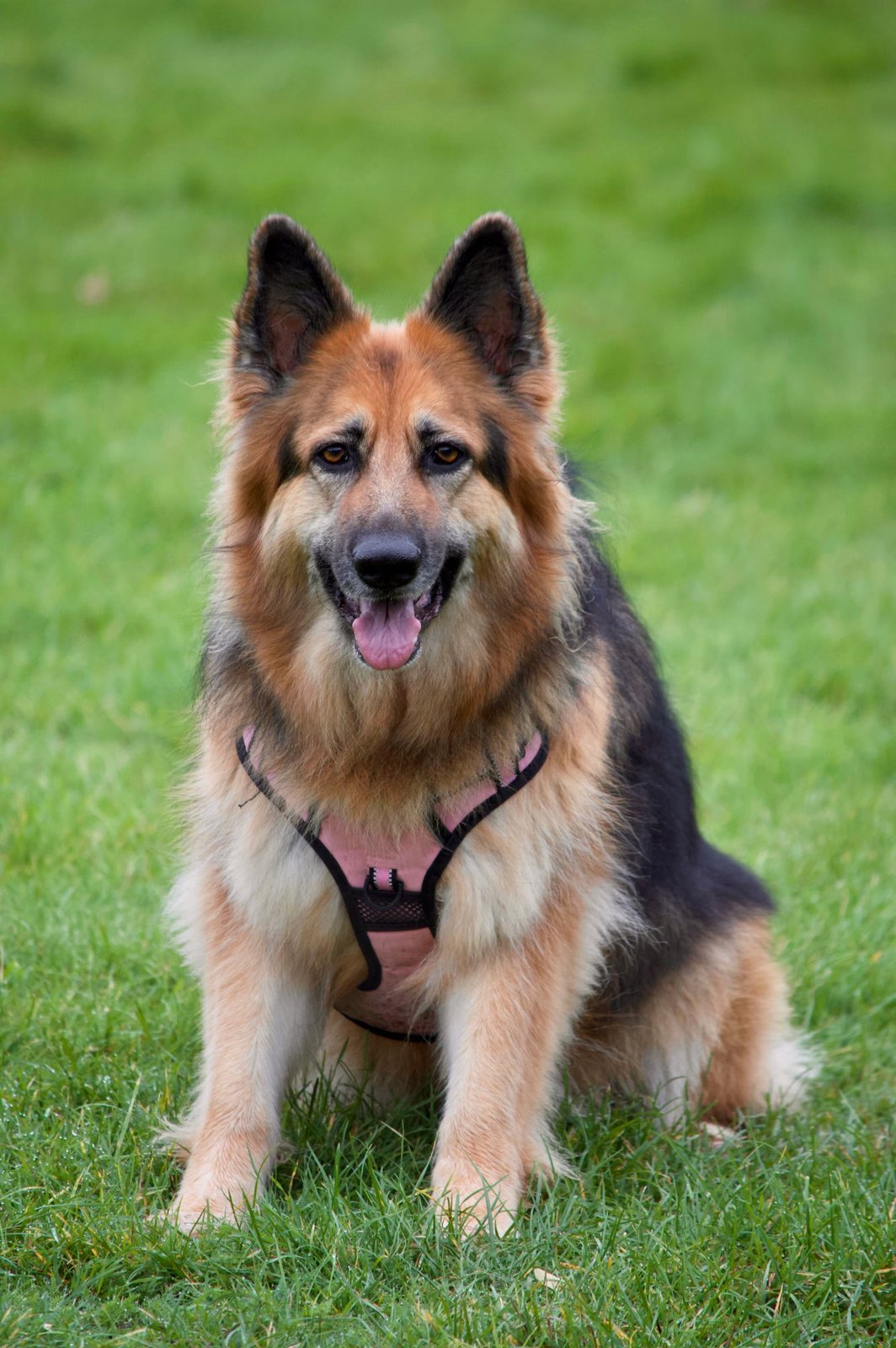 A German Shepherd in a harness sitting on a green lawn